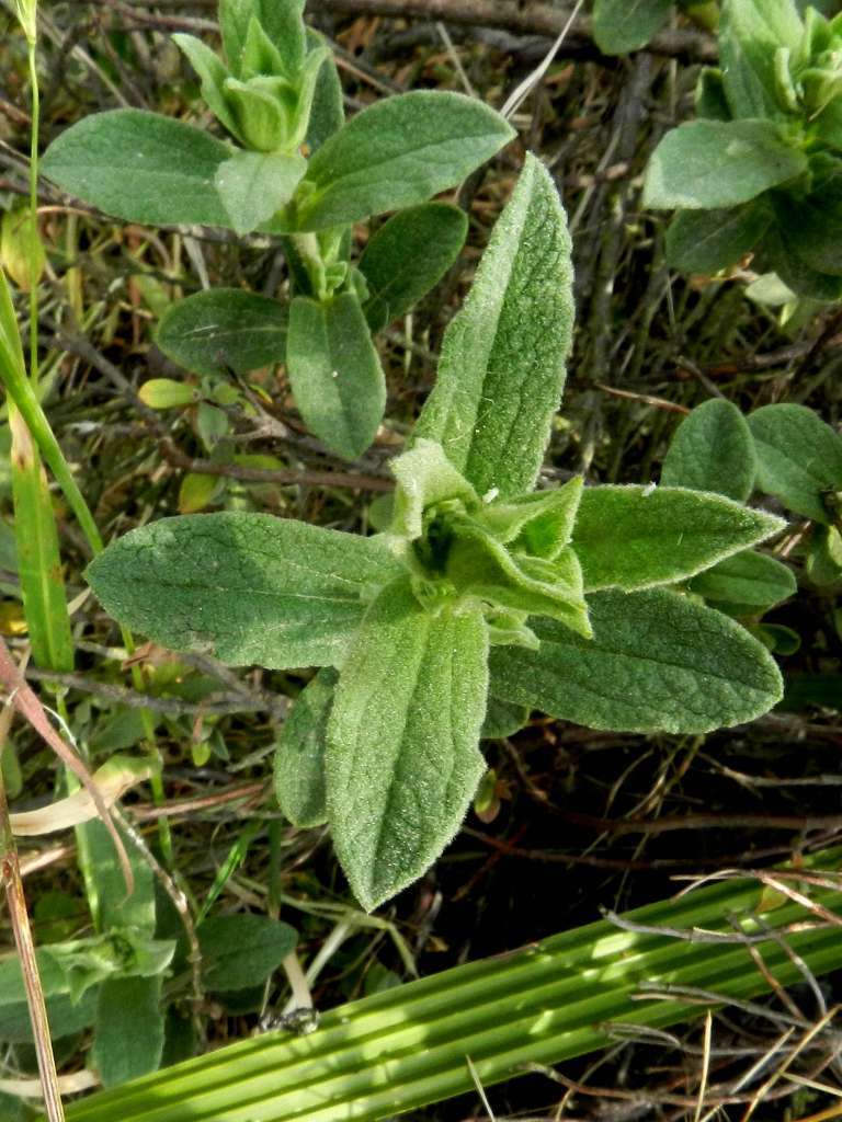 Cistus sp.